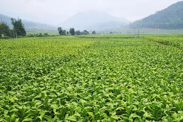 什么除草剂不伤烟草，附敌草胺详细介绍