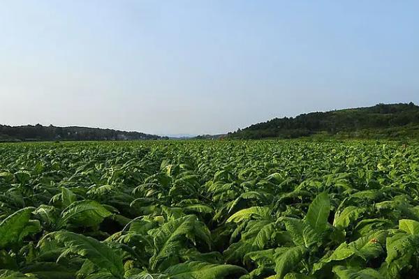 什么除草剂不伤烟草，附敌草胺详细介绍