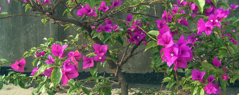 三角花怎么养