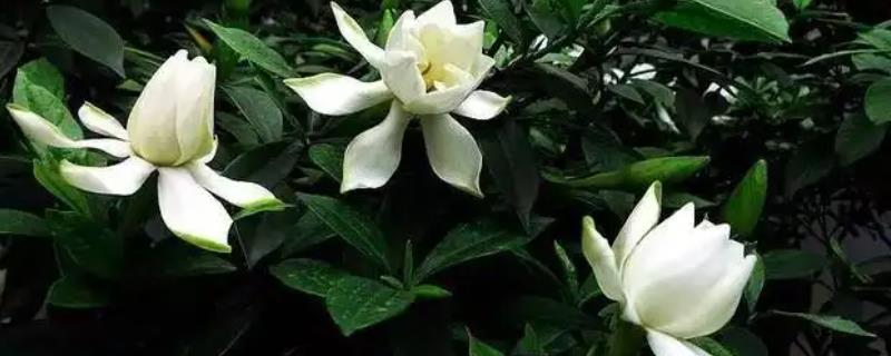 栀子花和茉莉花哪个好养