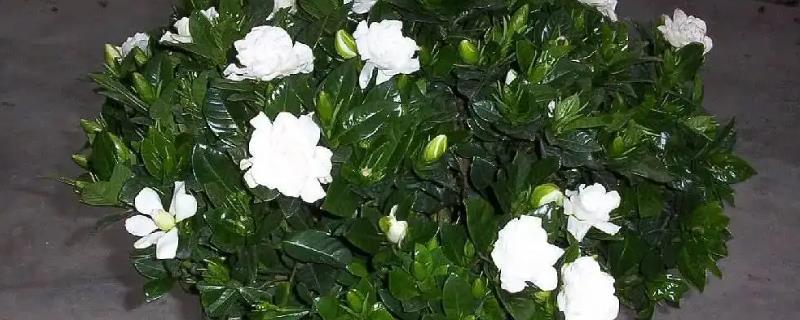 栀子花的寓意和象征风水