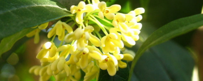 猪粪怎么给桂花树施肥