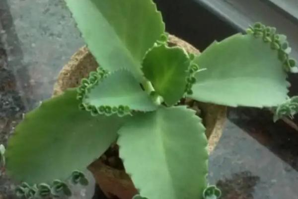 不死鸟的风水禁忌