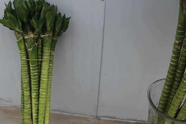龙竹为什么不吉利