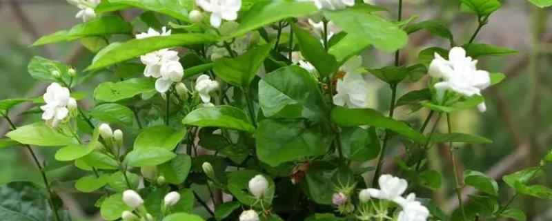 家里千万不能养茉莉花