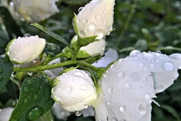 家里千万不能养茉莉花