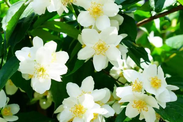 家里千万不能养茉莉花