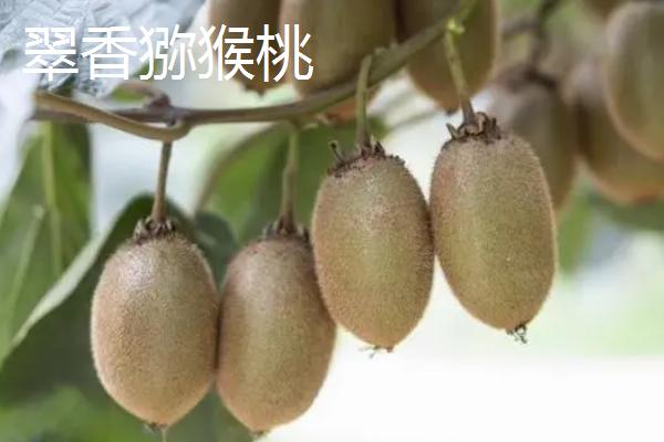 翠香猕猴桃和徐香猕猴桃哪个好吃
