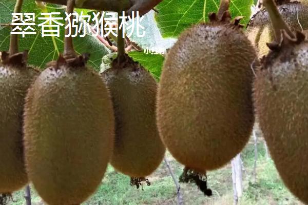 翠香猕猴桃和徐香猕猴桃哪个好吃