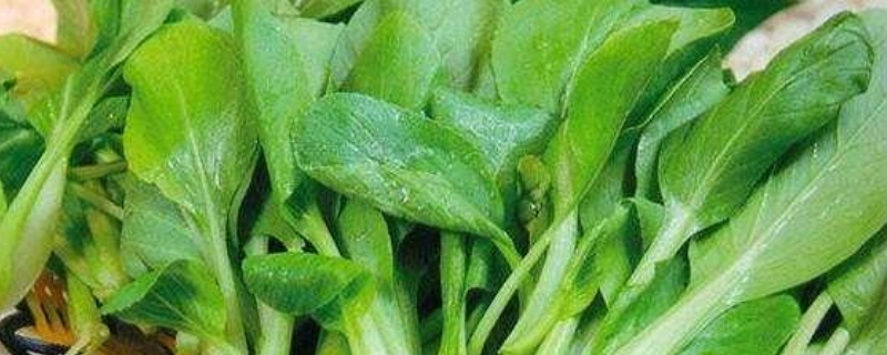 鸡毛菜是小白菜吗
