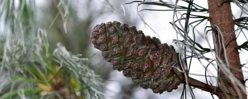 裸子植物有花和果实吗