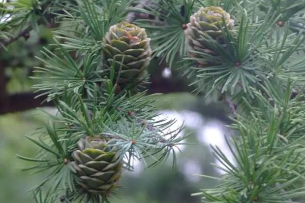 裸子植物有花和果实吗
