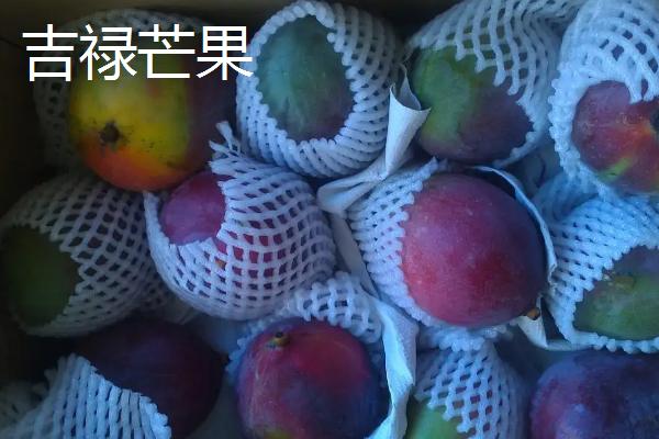 吉禄芒果和凯特芒果哪个好吃