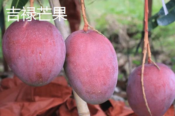 吉禄芒果和凯特芒果哪个好吃