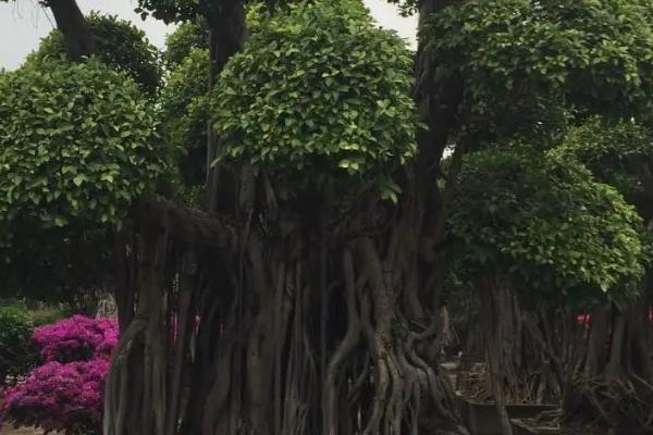 榕树放在家里的什么位置最好