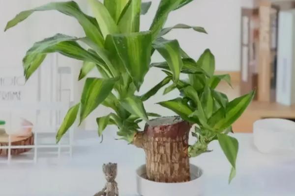 为什么家里不能养巴西木