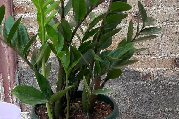 客厅适合摆放的十大植物