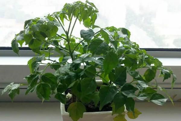 客厅适合摆放的十大植物