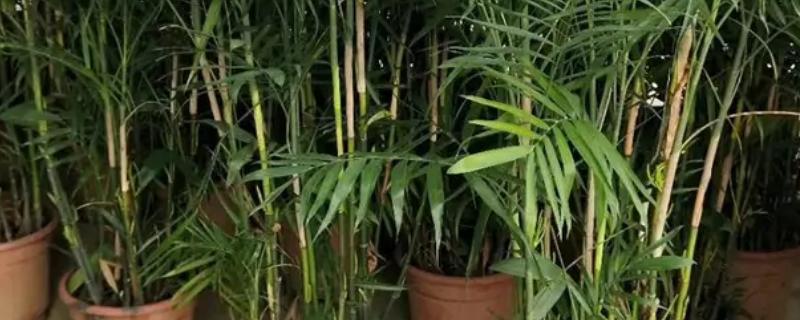 散尾葵放客厅的禁忌