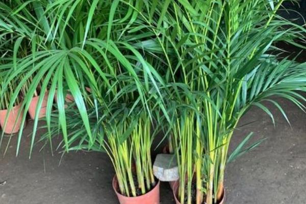 散尾葵放客厅的禁忌