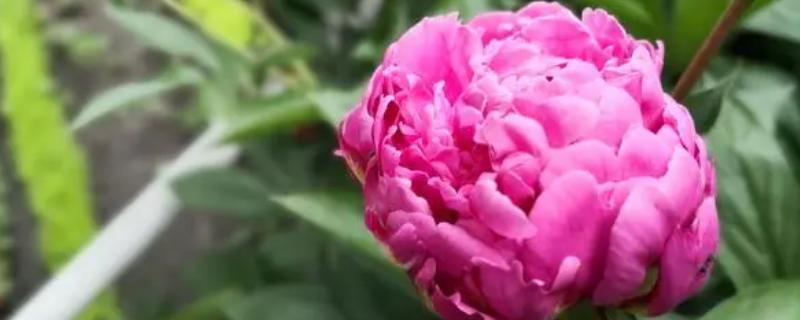 为什么家里不能养芍药花