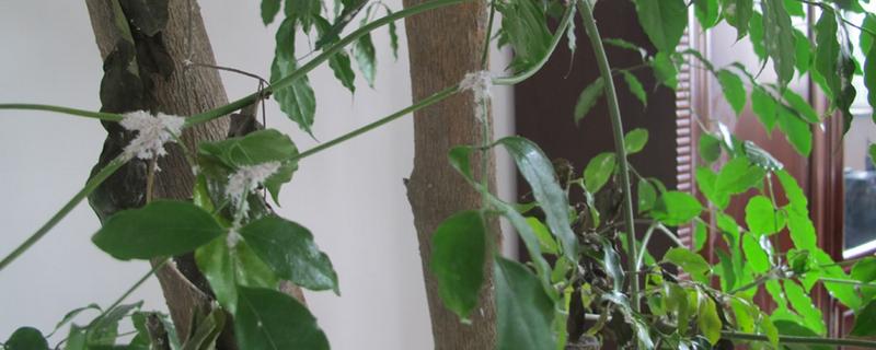 家里幸福树生虫怎么办