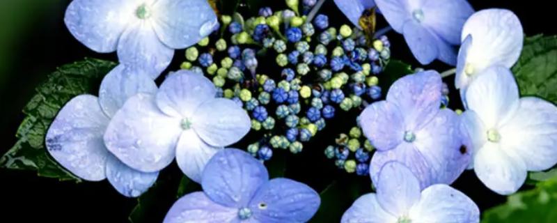 什么花的花语是黑暗中的光明