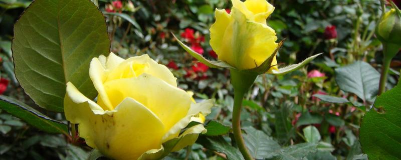 丰花月季小苗种植要点