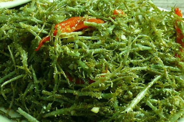 鹿角菜是从哪里长出来的