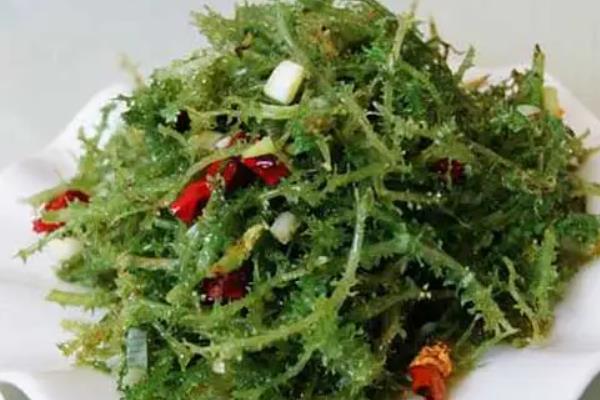 鹿角菜是从哪里长出来的