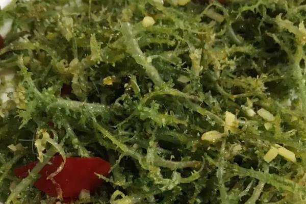 鹿角菜是从哪里长出来的