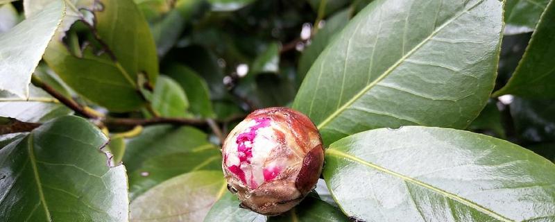 山茶花病害怎么治