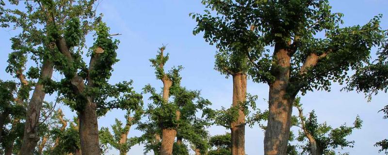 榔榆是常绿还是落叶植物