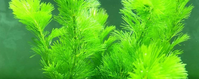 绿菊水草怎么繁殖