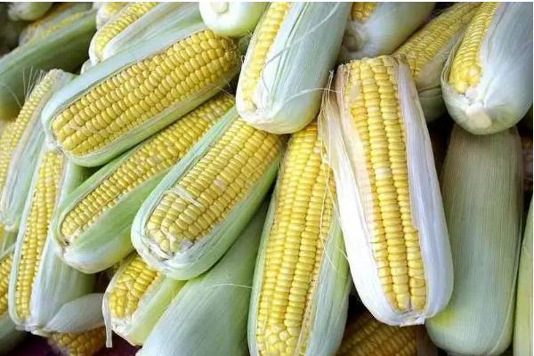 金丰捷501玉米品种简介