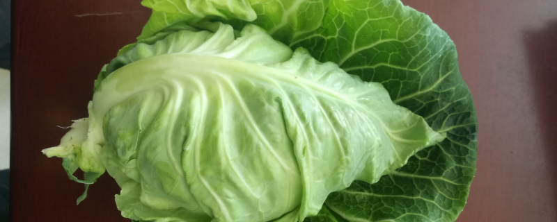 牛心菜是卷心菜吗