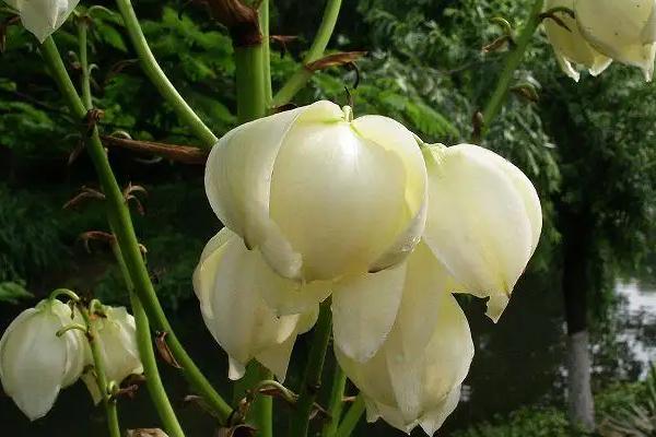 象征光明和希望的花