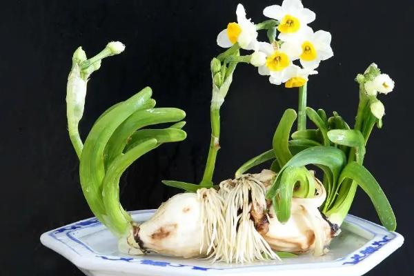 根像洋葱的是什么花