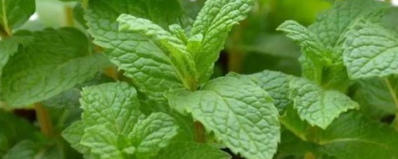 盆栽薄荷如何过冬