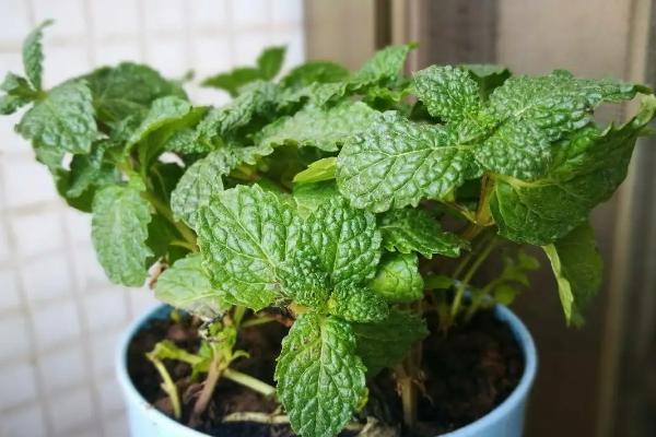 盆栽薄荷如何过冬