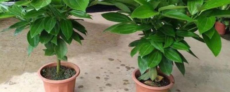 平安树能活多少年