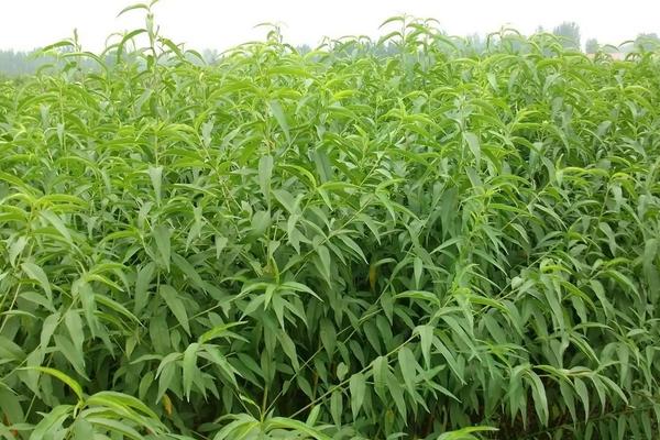 突围桃有何特点，有哪些种植要点