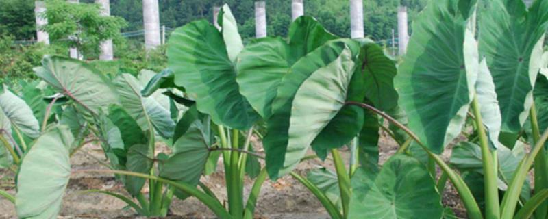 芋头种植时间和方法