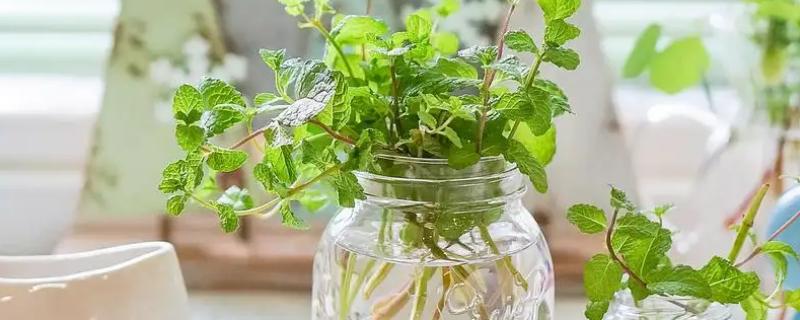 薄荷可以水培吗