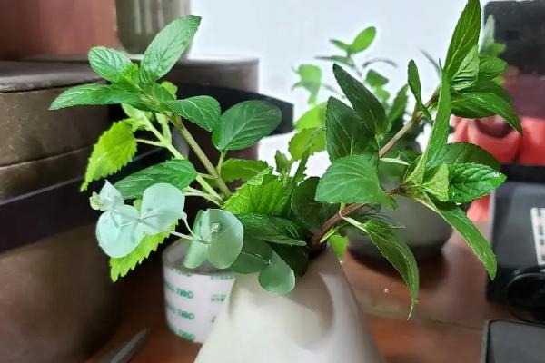 薄荷可以水培吗