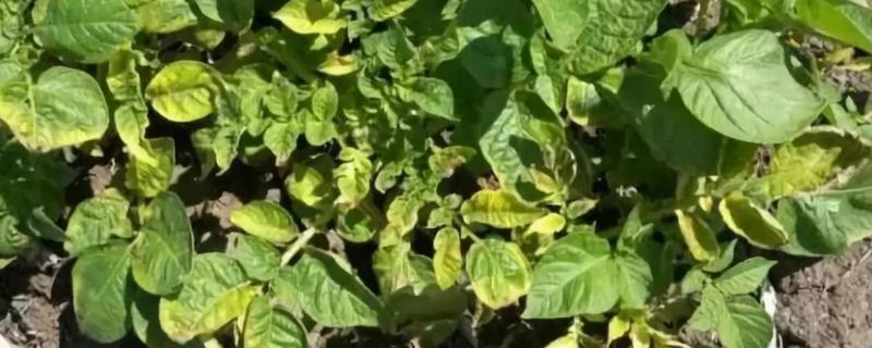 种植土豆发生药害怎么办