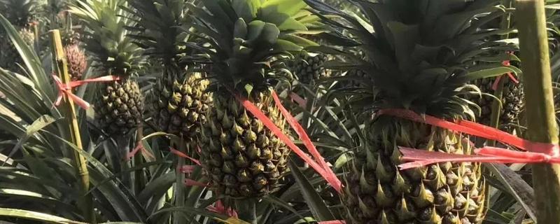 菠萝怎么过冬