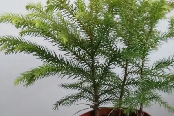 南洋杉盆景对家庭风水怎么样