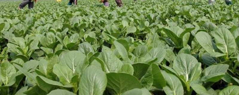 如何种植无公害蔬菜