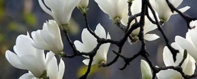 玉兰花树的风水禁忌